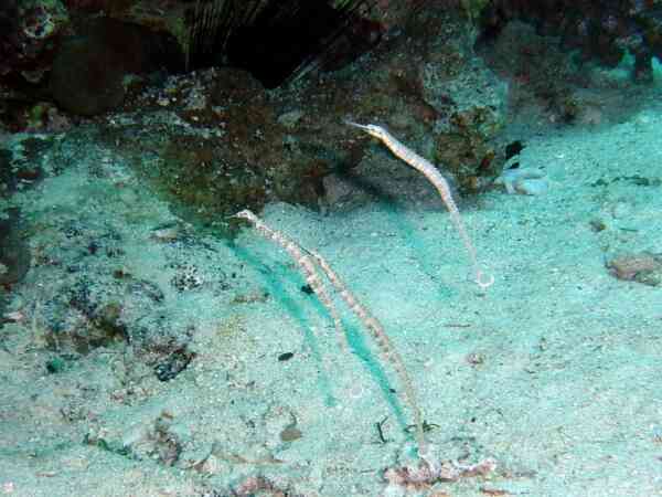 Pipefish - Network Pipefish