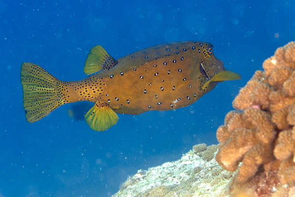 Trunkfish - Yellow Boxfish