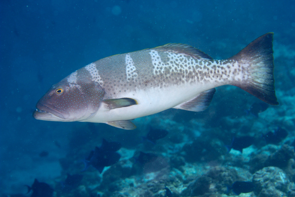 Groupers - Saddle Grouper