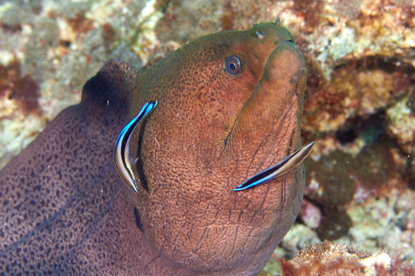 Moray - Giant Moray