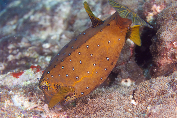 Trunkfish - Yellow Boxfish