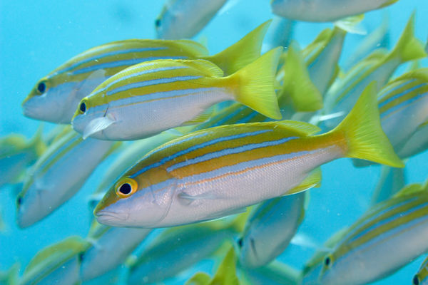 Snappers - Bluelined Snapper