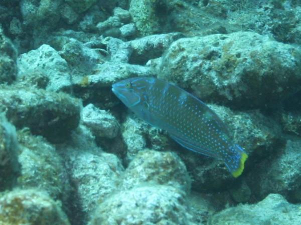 Wrasse - Puddingwife