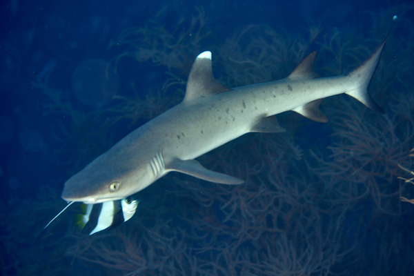 Sharks - Whitetip Reef Shark