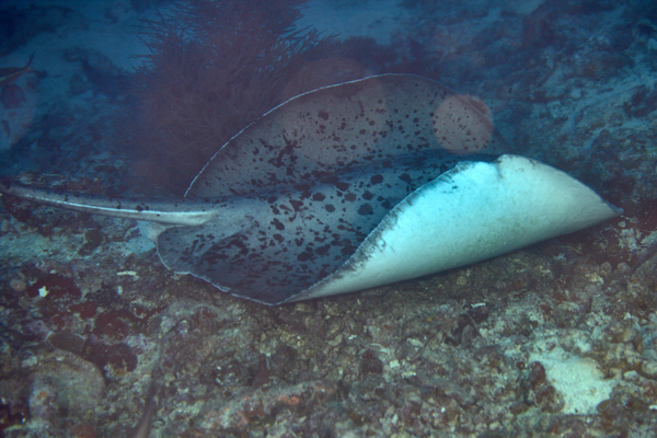 Stingrays - Round Stingray