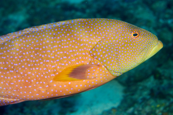 Groupers - Lunartail Grouper