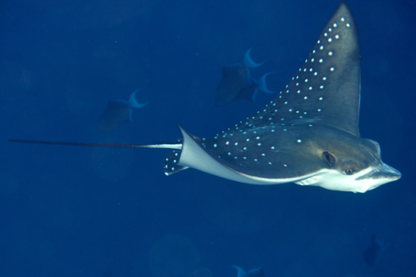 Stingrays - Spotted Eagle Ray