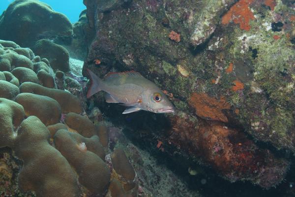 Snappers - Mahogany Snapper