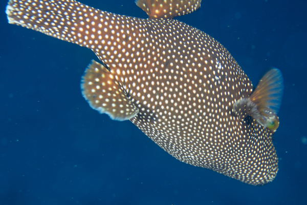 Pufferfish - Guineafowl Puffer