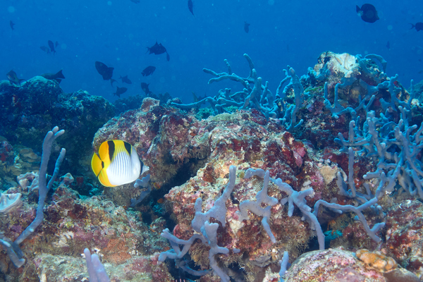 Butterflyfish - Saddled Butterflyfish