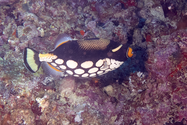 Triggerfish - Clown Triggerfish