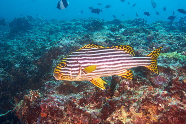 Grunts - Indian Ocean Oriental Sweetlips