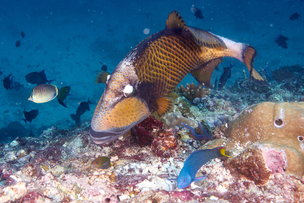 Triggerfish - Titan Triggerfish