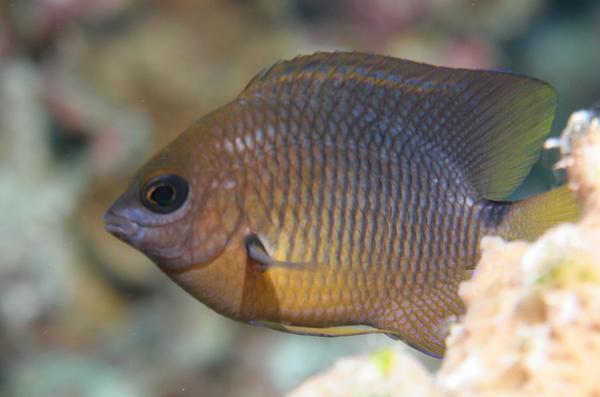 Damselfish - Threespot Damselfish