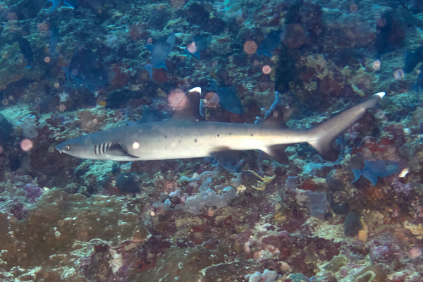Sharks - Whitetip Reef Shark Sharks - Whitetip Reef Shark