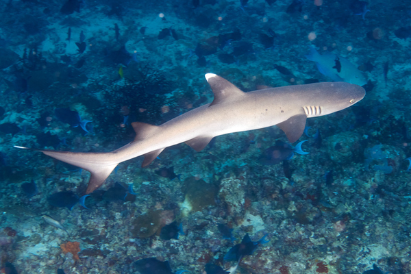 Sharks - Whitetip Reef Shark Sharks - Whitetip Reef Shark