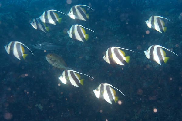 Butterflyfish - Schooling Bannerfish