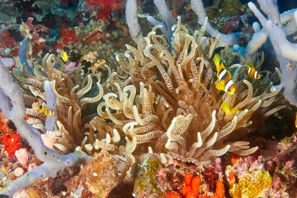 Damselfish - Clark's Anemonefish