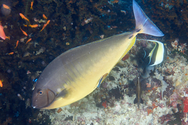 Surgeonfish - Sleek Unicornfish