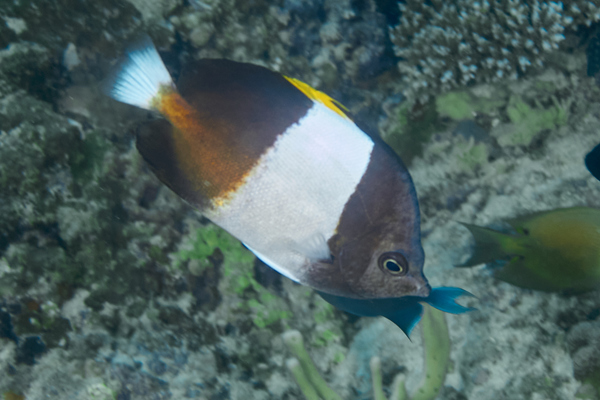 Butterflyfish - Brown-and-white Butterflyfish