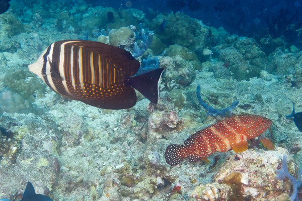 Surgeonfish - Desjardini Sailfin Tang