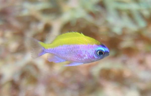 Damselfish - Sunshinefish