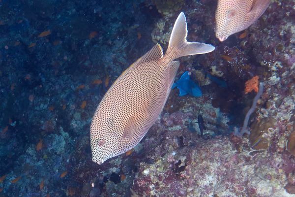 Rabbitfish - Stellate Rabbitfish