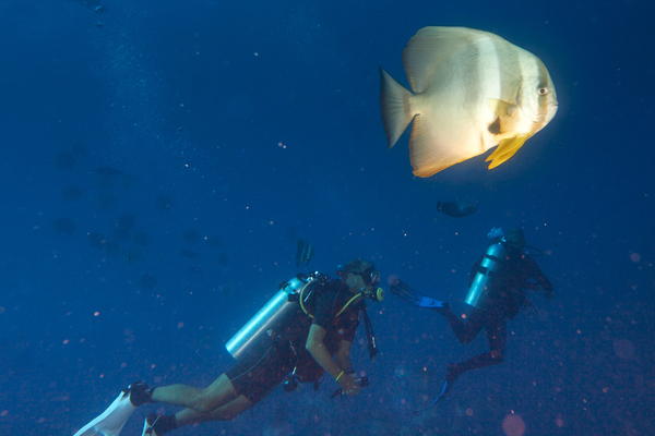 Spadefish - Circular Spadefish