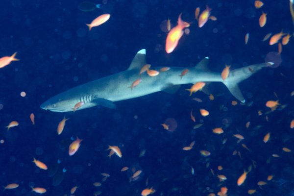 Sharks - Whitetip Reef Shark