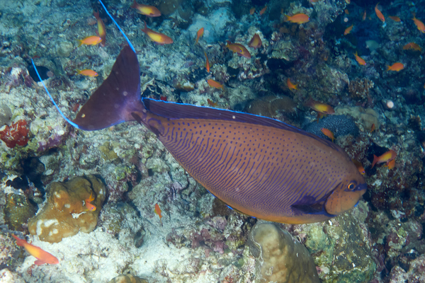 Surgeonfish - Bignose Unicornfish