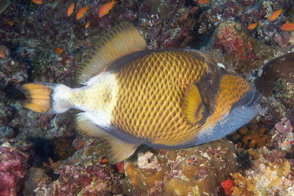 Triggerfish - Titan Triggerfish