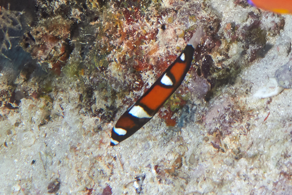 Wrasse - Queen Wrasse