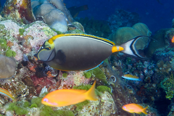 Surgeonfish - Orangespine Surgeonfish