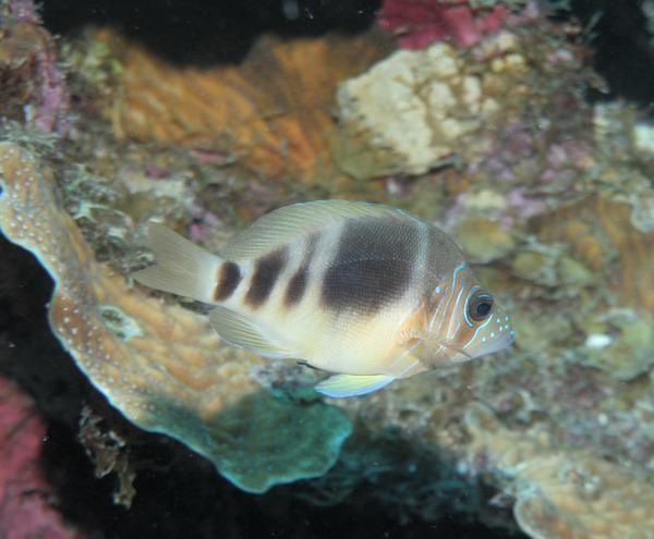 Hamlets - Barred Hamlet