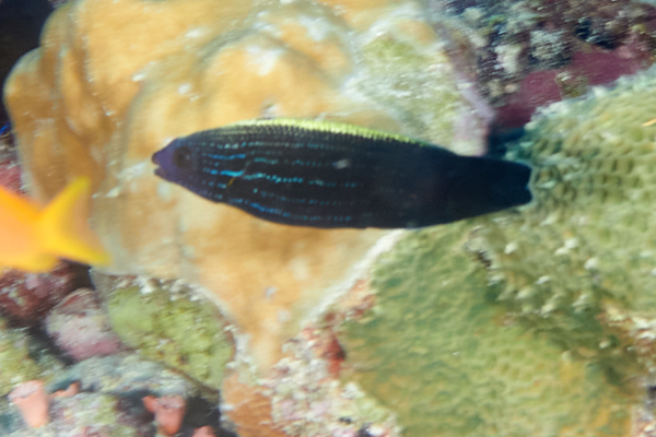 Wrasse - Yellowback tubelip