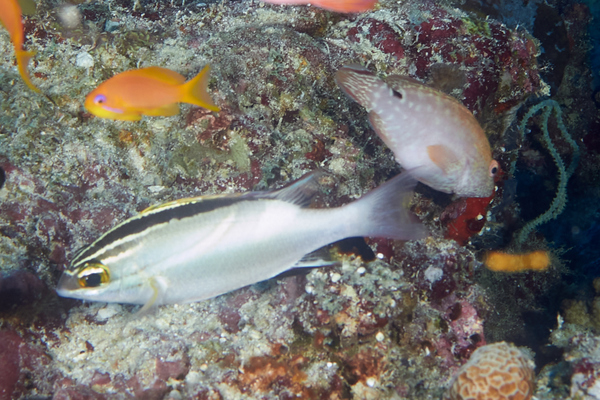 Breams - Two-lined Monocle Bream