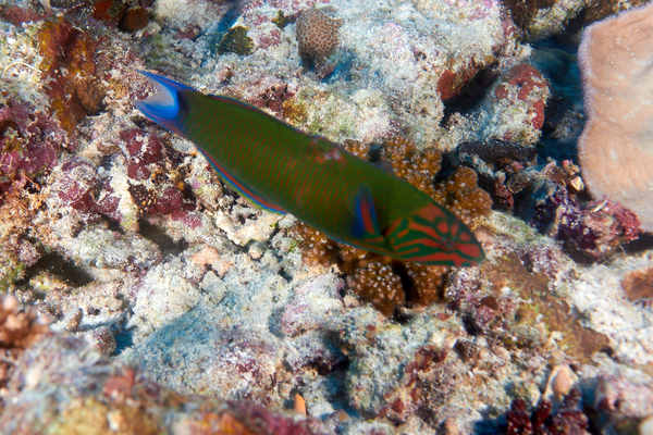 Wrasse - Crescent Wrasse