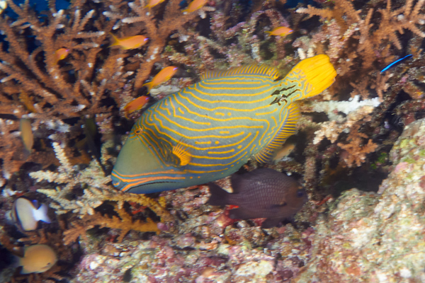 Triggerfish - Orange-striped Triggerfish