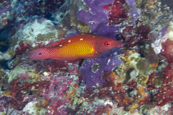 Hogfish - Diana's Hogfish