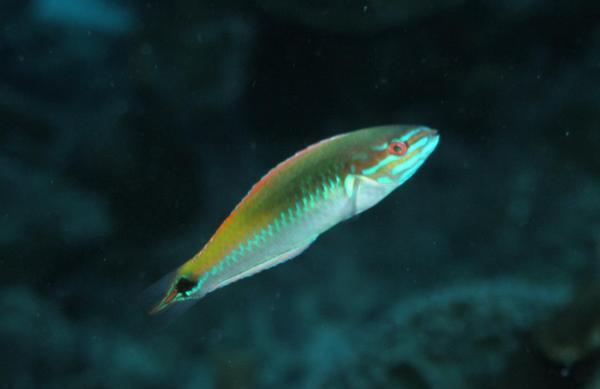 Wrasse - Rainbow Wrasse