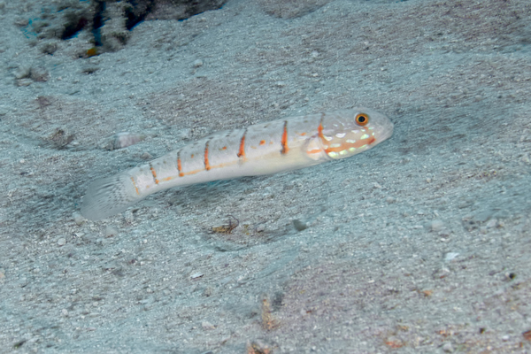 Gobies - Black-chin Sleeper-goby