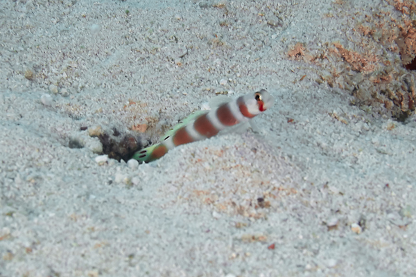 Gobies - Pink-bar Shrimp-goby