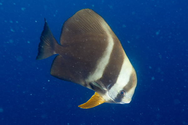 Spadefish - Circular Spadefish