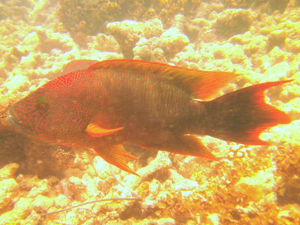 Wrasse - Tripletail Wrasse