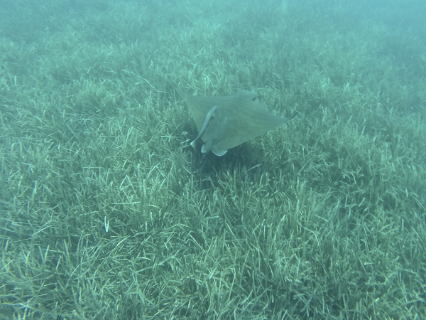 Stingrays - Bull Ray