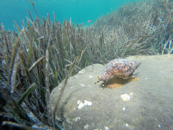 Gastropods - Atlantic Triton Snail