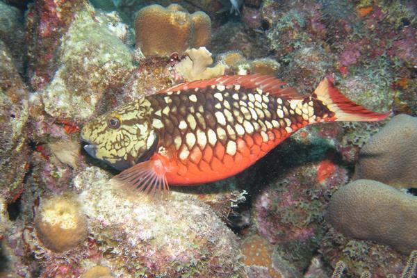 Parrotfish - Stoplight Parrotfish