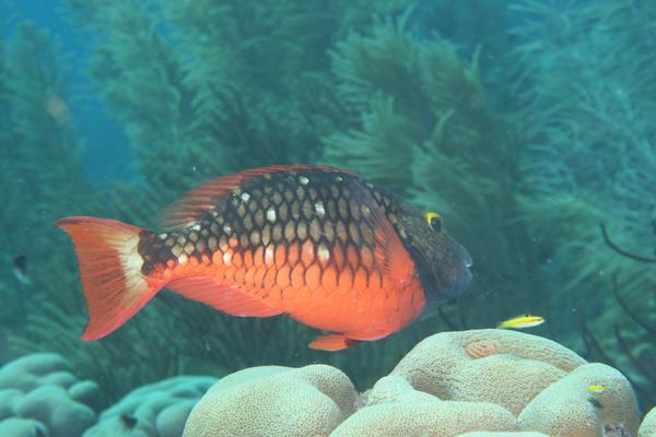 Parrotfish - Stoplight Parrotfish