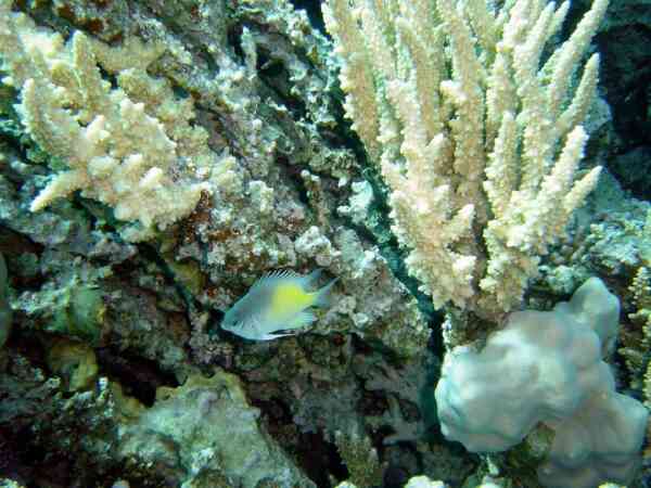 Damselfish - Yellowfin Damselfish