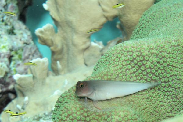 Blennies - Redlip Blenny